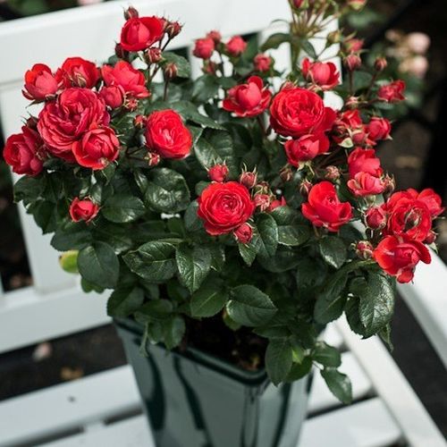 Ostra czerwień - Róże pienne - z kwiatami róży angielskiej - korona krzaczasta